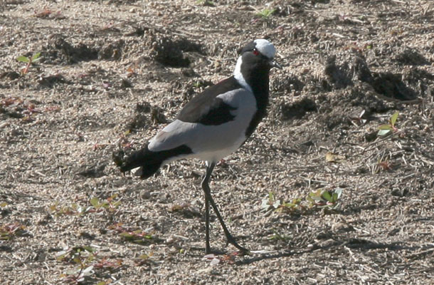 Vanellus armatus - The Blacksmith Lapwing