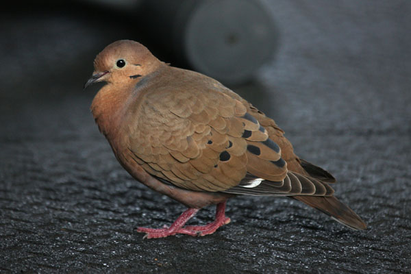 Zenaida aurita - The Zenaida Dove