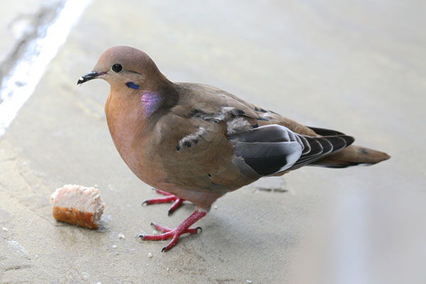 Zenaida aurita - The Zenaida Dove