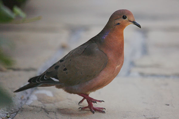 Zenaida aurita - The Zenaida Dove