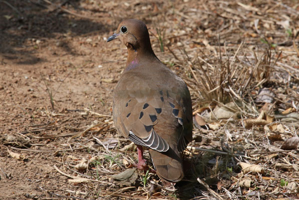 Zenaida aurita - The Zenaida Dove