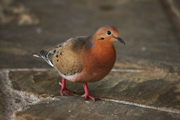 Zenaida aurita - The Zenaida Dove