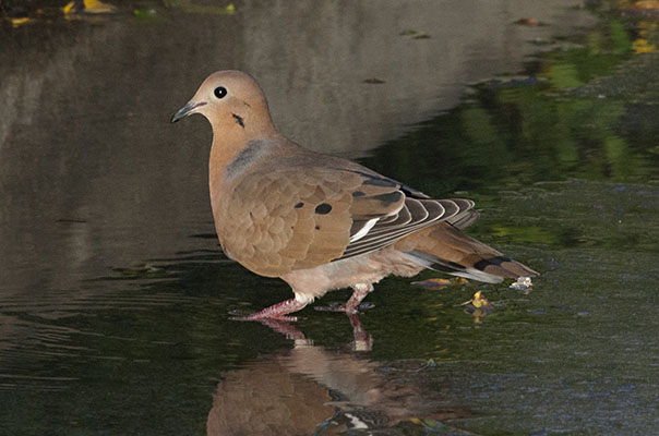 Zenaida aurita - The Zenaida Dove