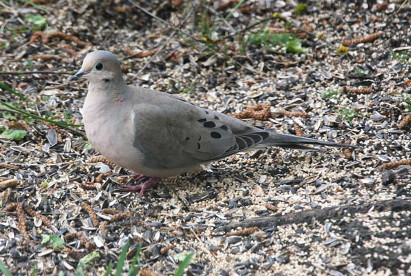 Zenaida macroura marginella - The Mourning Dove