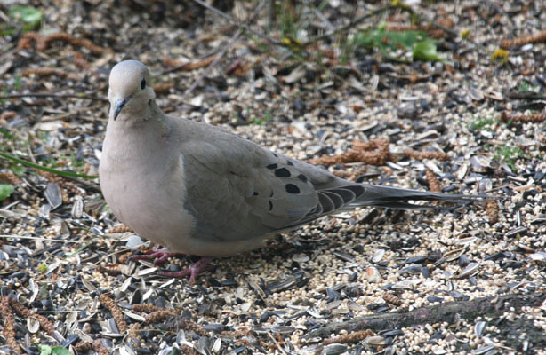 Zenaida macroura marginella - The Mourning Dove