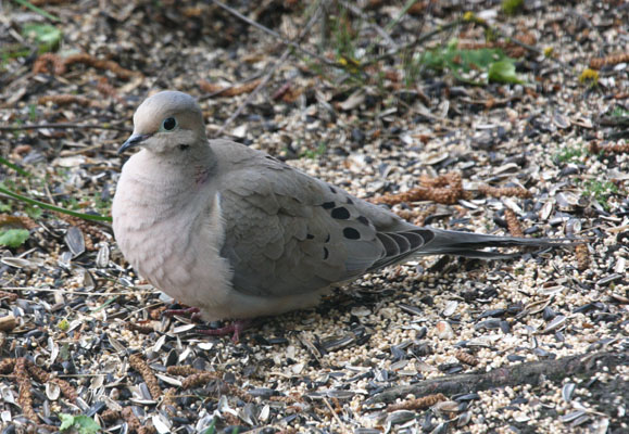 Zenaida macroura marginella - The Mourning Dove