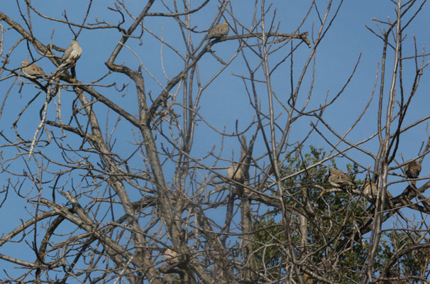 Zenaida macroura marginella - The Mourning Dove