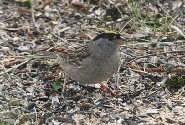 Zonotrichia atricapilla - The Golden-crowned Sparrow