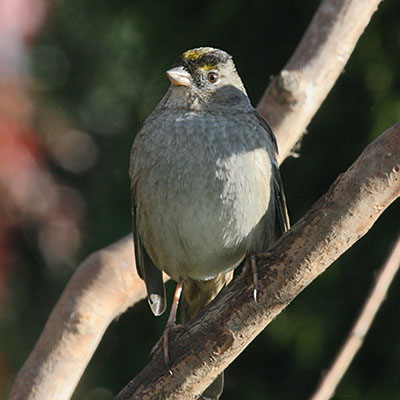 Zonotrichia atricapilla - The Golden-crowned Sparrow