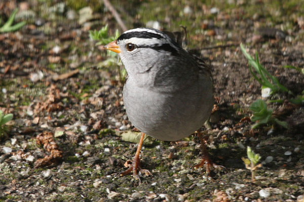 Zonotrichia leucophrys - The White-crowned Sparrow