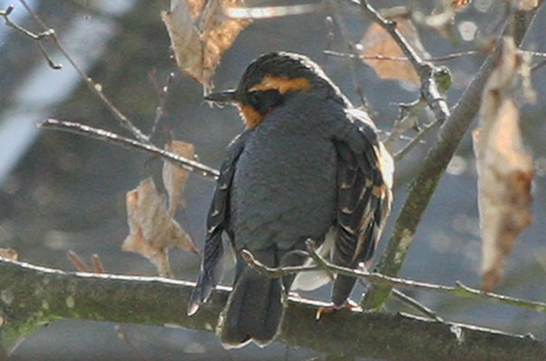 Zoothera naevia - The Varied Thrush