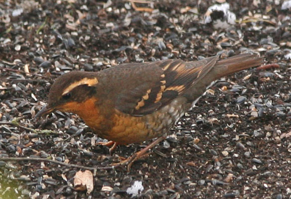 Zoothera naevia - The Varied Thrush