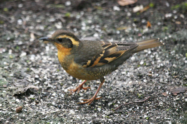 Zoothera naevia - The Varied Thrush