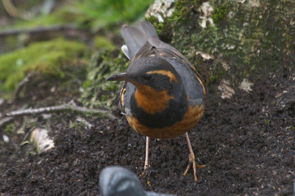 Zoothera naevia - The Varied Thrush