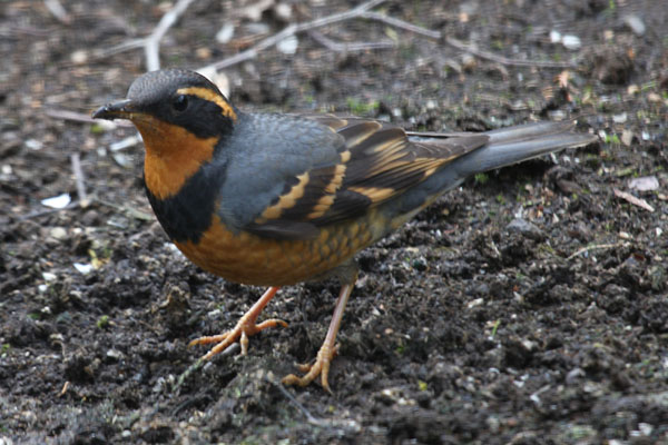 Zoothera naevia - The Varied Thrush