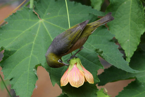 Zosterops lateralis lateralis - The Silvereye aka The Grey-breasted Silvereye