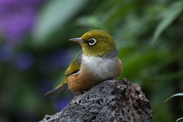 Zosterops lateralis lateralis - The Silvereye aka The Grey-breasted Silvereye