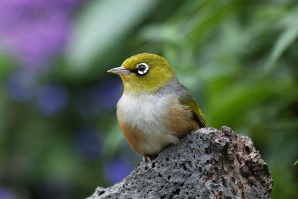 Zosterops lateralis lateralis - The Silvereye aka The Grey-breasted Silvereye