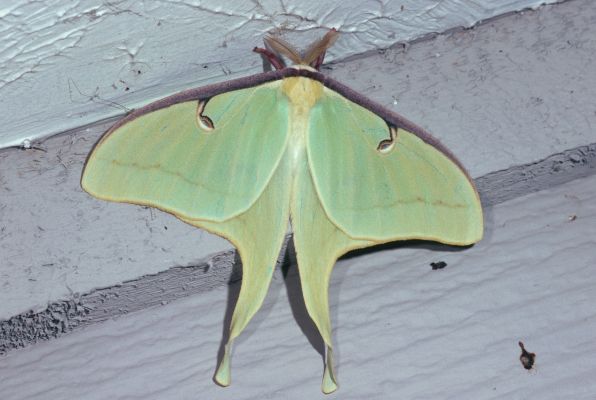 Actias luna - The Luna Moth