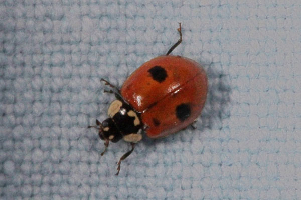 Adalia bipunctata - The Two-spotted Lady Beetle
