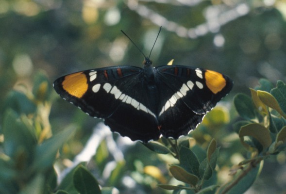 Adelpha bredowii californica (The California Sister)