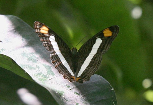 Adelpha basiloides - The Spot-celled Sister