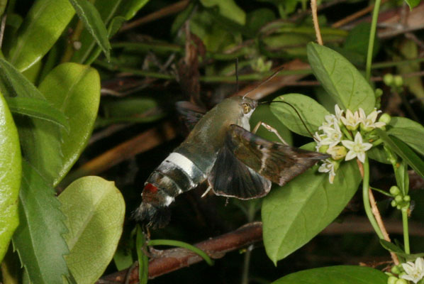 Aellopos clavipes - The Aellopos Sphinx Moth