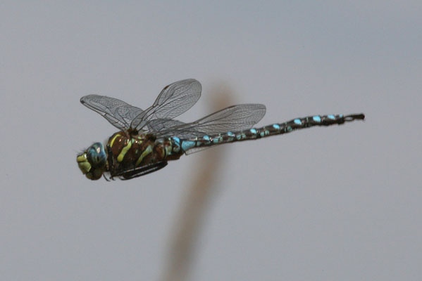 Aeshan palmata - The Paddle-tailed Darner