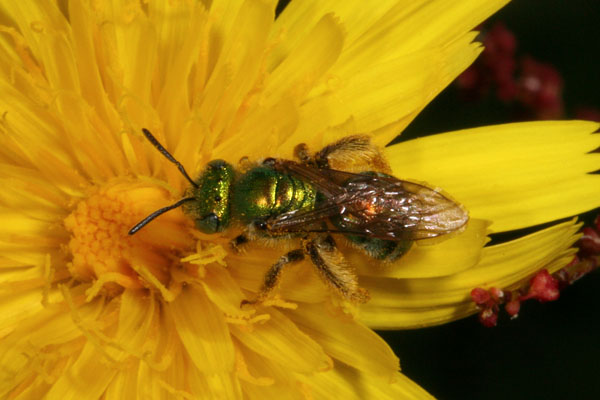 Lasioglossum sp. - Female Metallic Sweat Bee