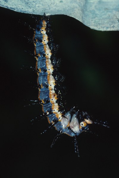 Agraulis vanillae incarnata, The Gulf Fritillary