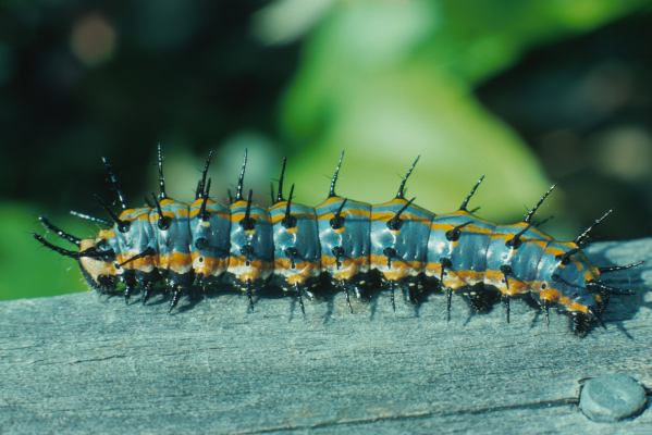 Agraulis vanillae incarnata, The Gulf Fritillary