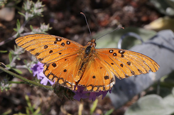 Agraulis vanillae incarnata, The Gulf Fritillary