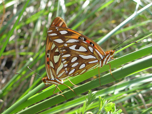 Agraulis vanillae insularis - The Gulf Fritillary