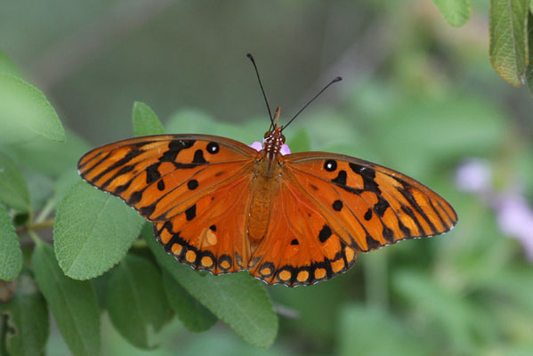 Agraulis vanillae insularis - The Gulf Fritillary