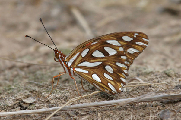 Agraulis vanillae insularis - The Gulf Fritillary