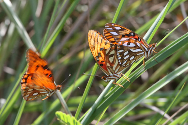 Agraulis vanillae insularis - The Gulf Fritillary