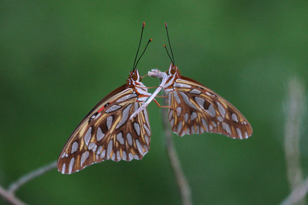 Agraulis vanillae insularis - The Gulf Fritillary