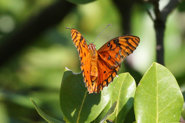 Agraulis vanillae insularis - The Gulf Fritillary