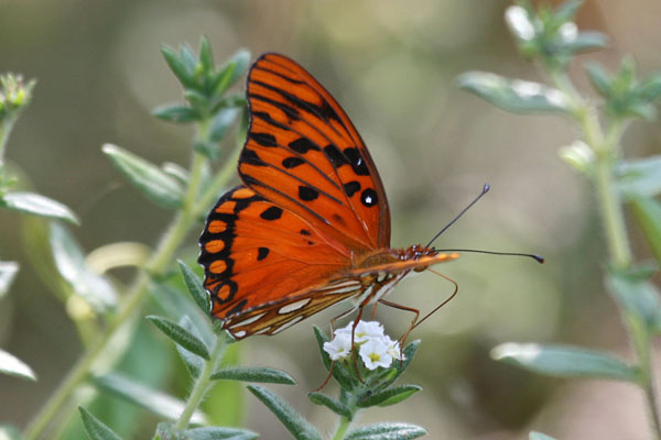 Agraulis vanillae insularis - The Gulf Fritillary