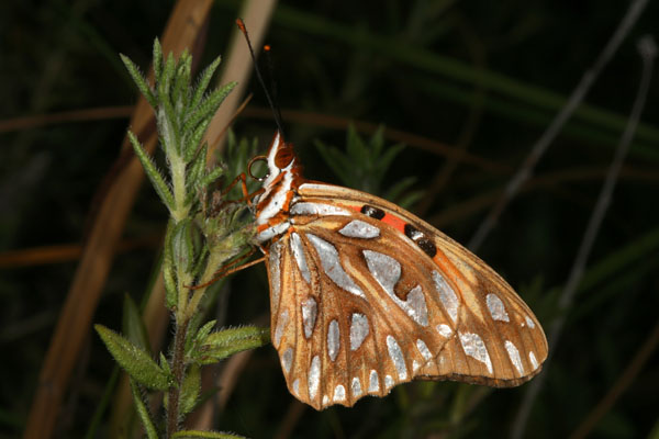 Agraulis vanillae insularis - The Gulf Fritillary