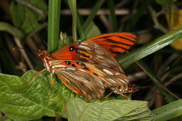 Agraulis vanillae insularis - The Gulf Fritillary