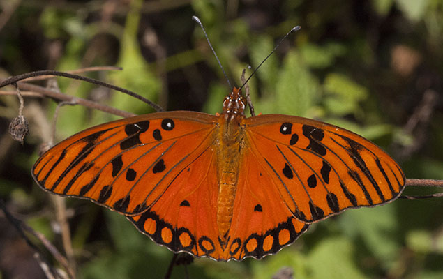 Agraulis vanillae insularis - The Gulf Fritillary