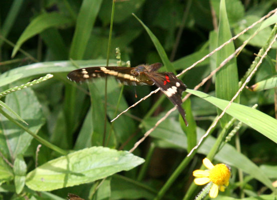 Anartia fatima - The Banded Peacock