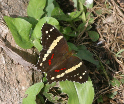 Anartia fatima - The Banded Peacock