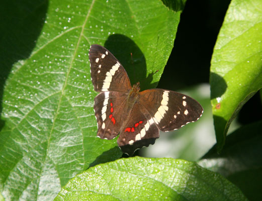 Anartia fatima - The Banded Peacock