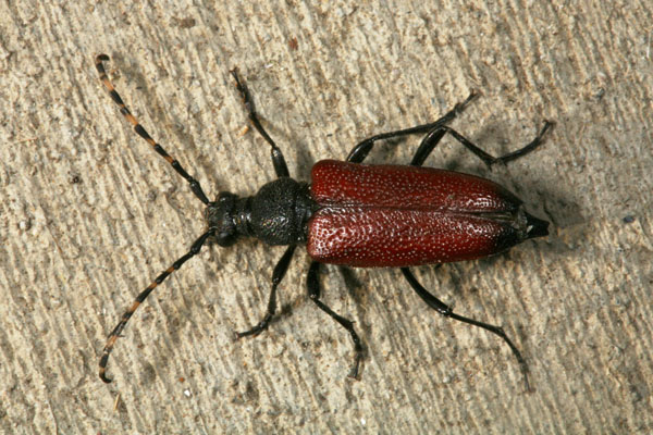 Anastrangalia sanguinea - The Flower Longhorn