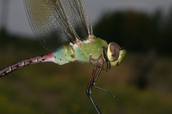 Anax junius - The Common Green Darner