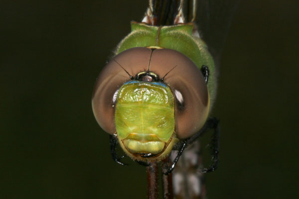 Anax junius - The Common Green Darner