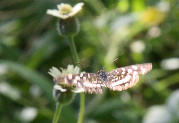 Anthanassa tulcis - The Pale-banded Crescent