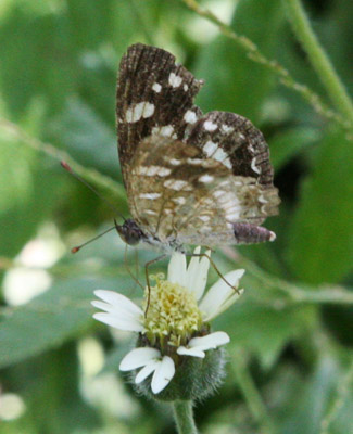 Anthanassa tulcis - The Pale-banded Crescent